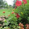 Jardin Botanique du Queens